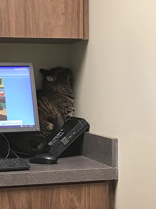20 lugares hilários que gatos acharam para se esconder do veterinário