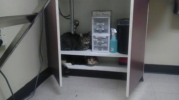 20 lugares hilários que gatos acharam para se esconder do veterinário