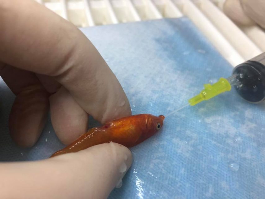 Uma equipe de veterinários do Reino Unido operou um peixinho, que pesava menos de 1 grama, para retirar um tumor na área da barriga. A cirurgia foi um sucesso e o paciente voltou para casa no mesmo dia