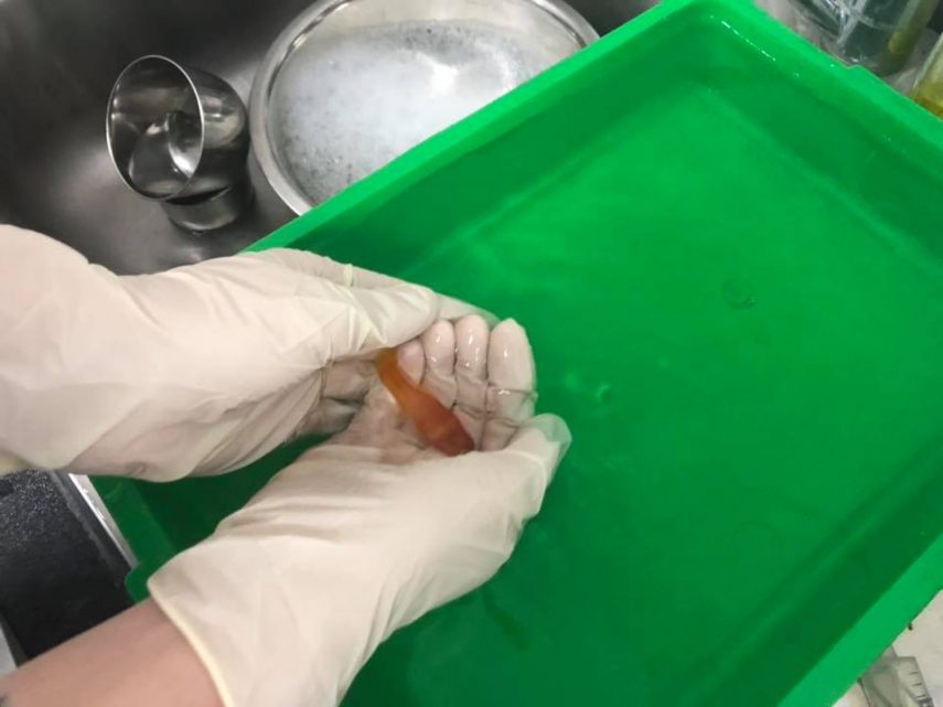 Uma equipe de veterinários do Reino Unido operou um peixinho, que pesava menos de 1 grama, para retirar um tumor na área da barriga. A cirurgia foi um sucesso e o paciente voltou para casa no mesmo dia