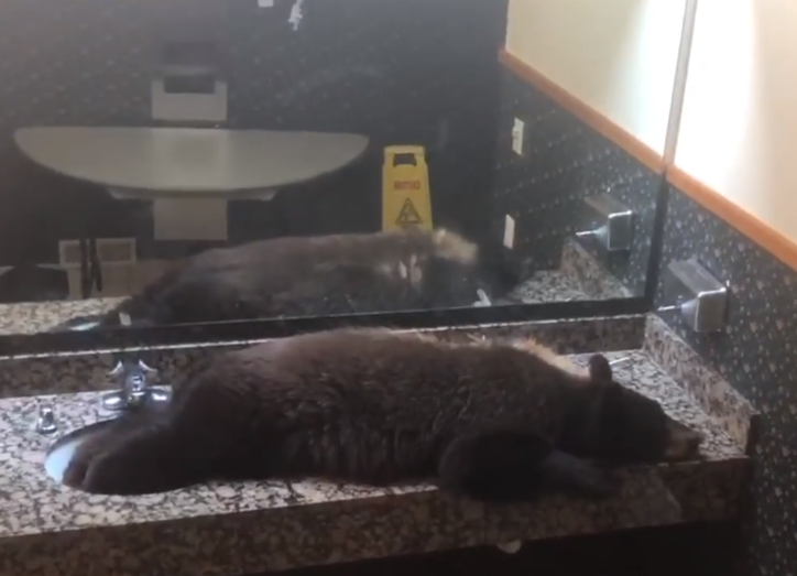 Um filhote de urso-negro invadiu o banheiro de um hotel nos EUA e aproveitou para tirar uma soneca pesada