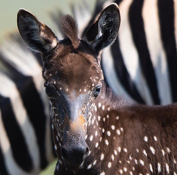Zebra foi encontrada pela primeira vez no Parque Masai Mara e nomeada de Tira