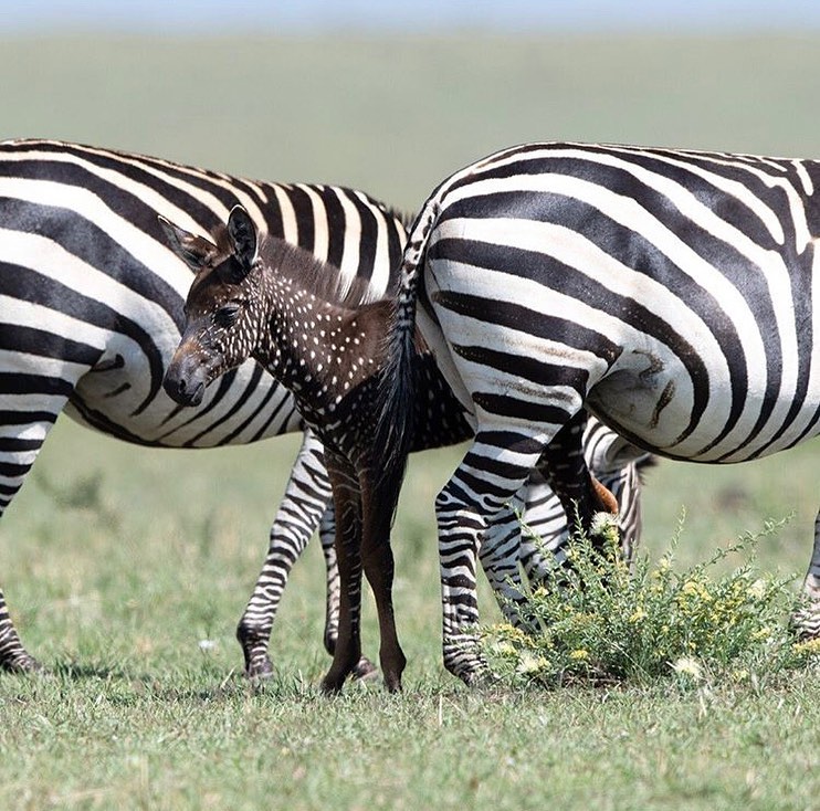 Zebra foi encontrada pela primeira vez no Parque Masai Mara e nomeada de Tira