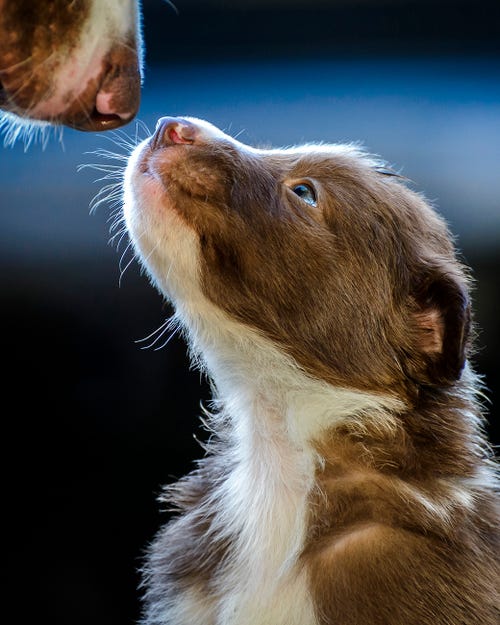 Concurso premia as melhores fotos de cachorros do mundo