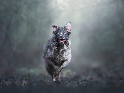 Concurso premia as melhores fotos de cachorros do mundo