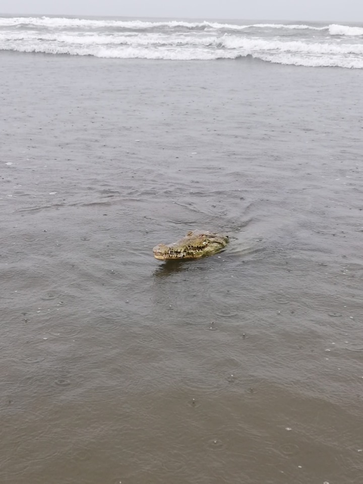 Crocodilo assusta banhistas em praia da Costa Rica