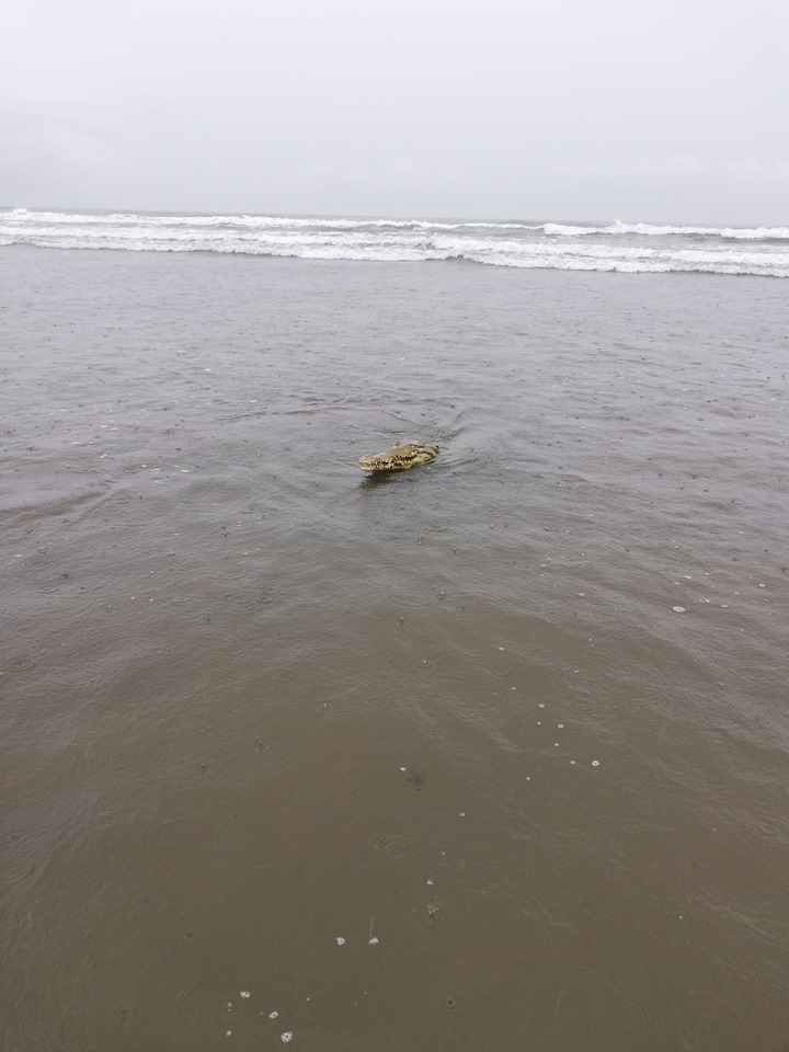 Crocodilo assusta banhistas em praia da Costa Rica