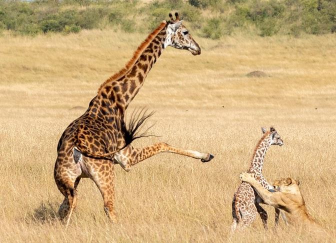 Girafa mata próprio filhote sem querer ao tentar defendê-lo de leoa