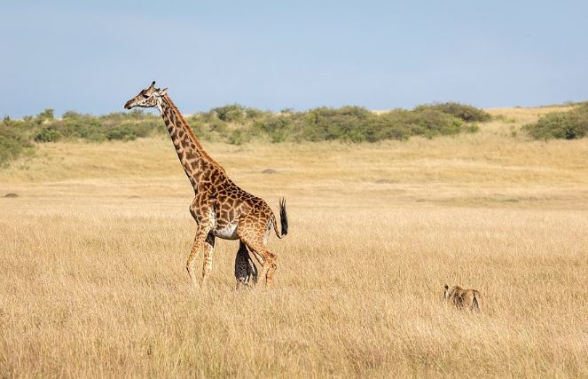 Girafa mata próprio filhote sem querer ao tentar defendê-lo de leoa
