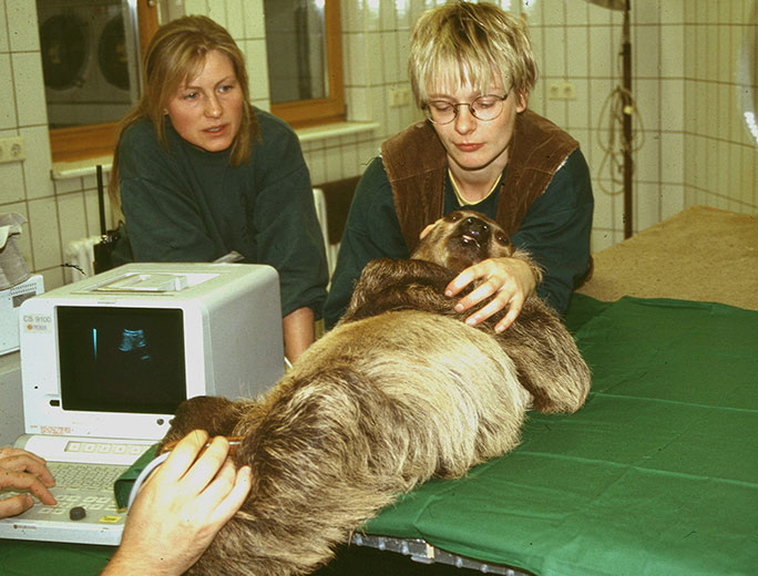 A preguiça mais velha do mundo