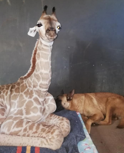 Jazz é um bebê girafa que foi abandonado pela mãe após o nascimento e trazido para o orfanato de rinocerontes The Rhino Orphanage, na África do Sul. Ele formou uma forte amizade com o cão do local, Hunter, que passa o tempo inteiro ao seu lado