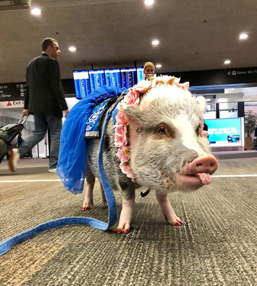 Esta é a primeira porca terapêutica a trabalhar em um aeroporto. Uma vez por mês, ela visita o Aeroporto Internacional de São Francisco para acalmar os passageiros e tornar a hora do embarque muito mais divertida