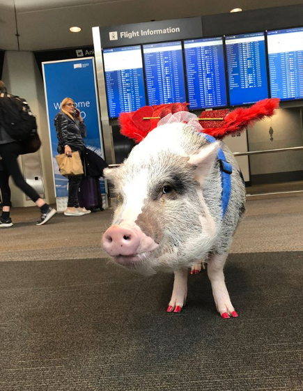 Esta é a primeira porca terapêutica a trabalhar em um aeroporto. Uma vez por mês, ela visita o Aeroporto Internacional de São Francisco para acalmar os passageiros e tornar a hora do embarque muito mais divertida
