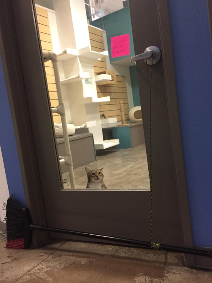 Este gato da organização Friends For Life, no Texas, está deixando a equipe maluca com suas fugas. Ele também é mestre em abrir portas e deixar os outros felinos escaparem de seus cômodos