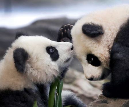 Filhotes de panda