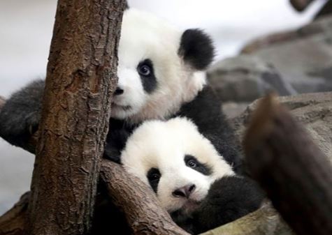 Filhotes de panda