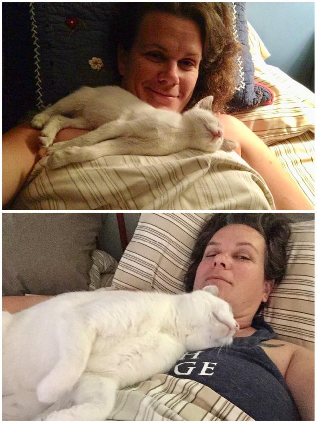 Usuários do Reddit estão compartilhando a transformação emocionante de seus pets adotados