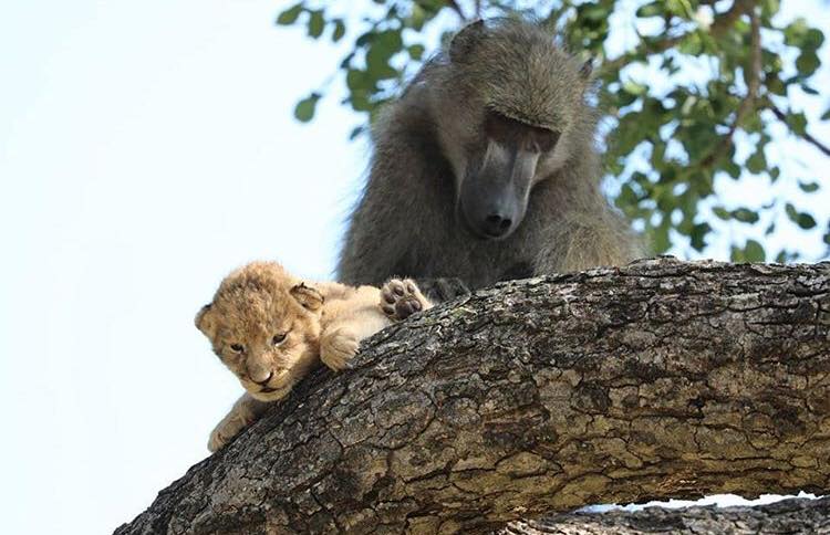 Babuíno é flagrado carregando filhote de leão em reserva na África do Sul. Animal tratou a cria como se fosse sua