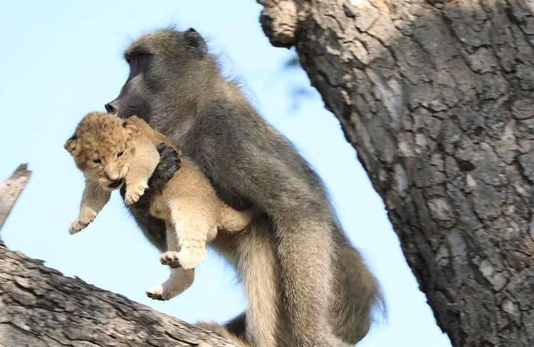 Babuíno é flagrado carregando filhote de leão em reserva na África do Sul. Animal tratou a cria como se fosse sua