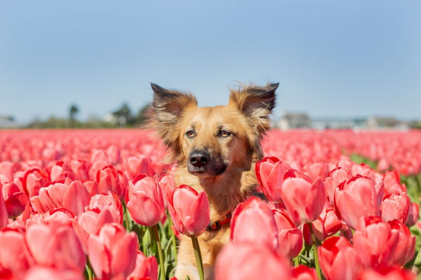  Rose Van Zanten registra há três anos o amor de sua cadelinha Tofu por campos de flores. O pet, que normalmente não gosta de passear, consegue se sentir à vontade entre as plantas