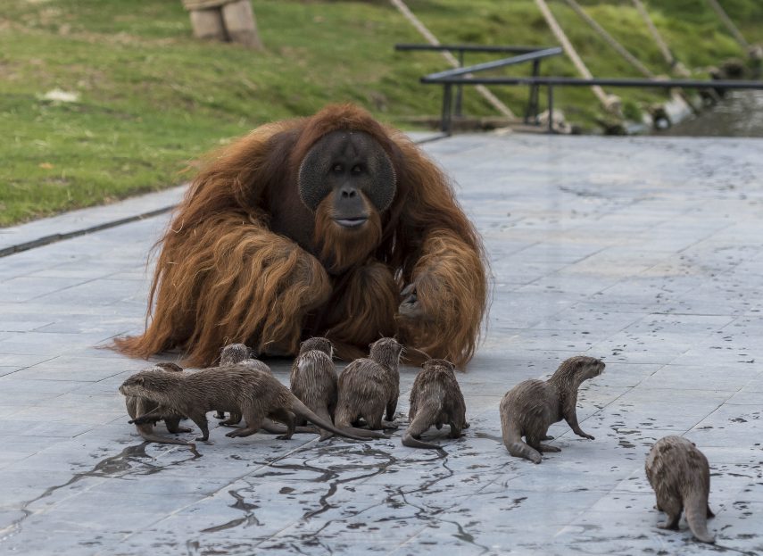 Orangotangos e lontras formam amizade incomum em zoológico da Bélgica
