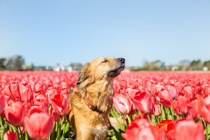  Rose Van Zanten registra há três anos o amor de sua cadelinha Tofu por campos de flores. O pet, que normalmente não gosta de passear, consegue se sentir à vontade entre as plantas
