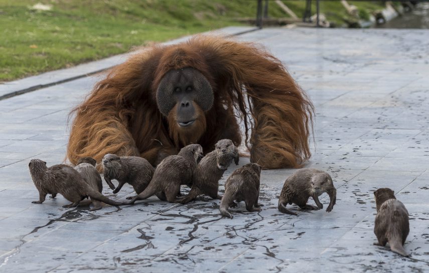 Orangotangos e lontras formam amizade incomum em zoológico da Bélgica