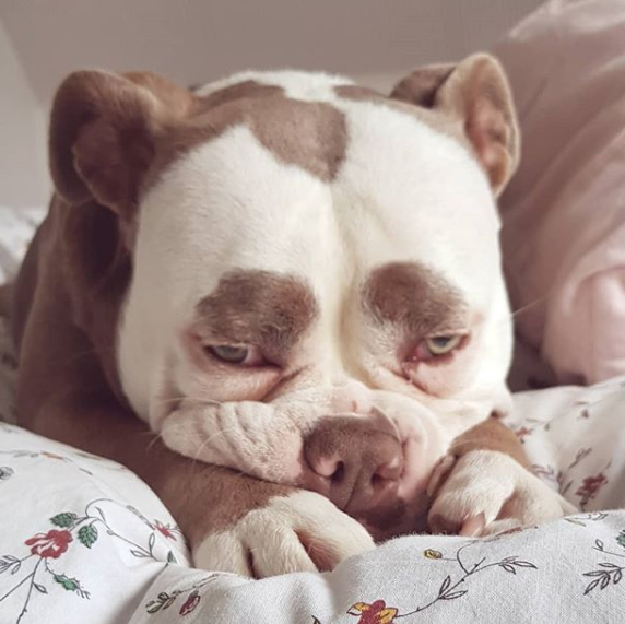 Esta cadelinha está fazendo sucesso na internet por ter nascido com duas marcas que dão a deixam com uma expressão triste