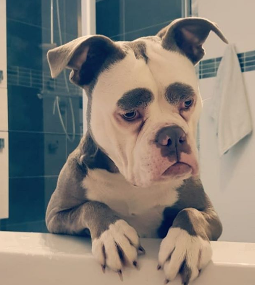 Esta cadelinha está fazendo sucesso na internet por ter nascido com duas marcas que dão a deixam com uma expressão triste