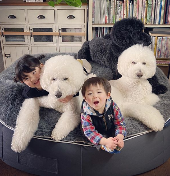 Os irmãos Mame, de três anos, e Mugi, de um, criaram um laço fofíssimo com os cães da avó, que chegam a ser maiores do que eles. Esta família virou uma sensação no Instagram