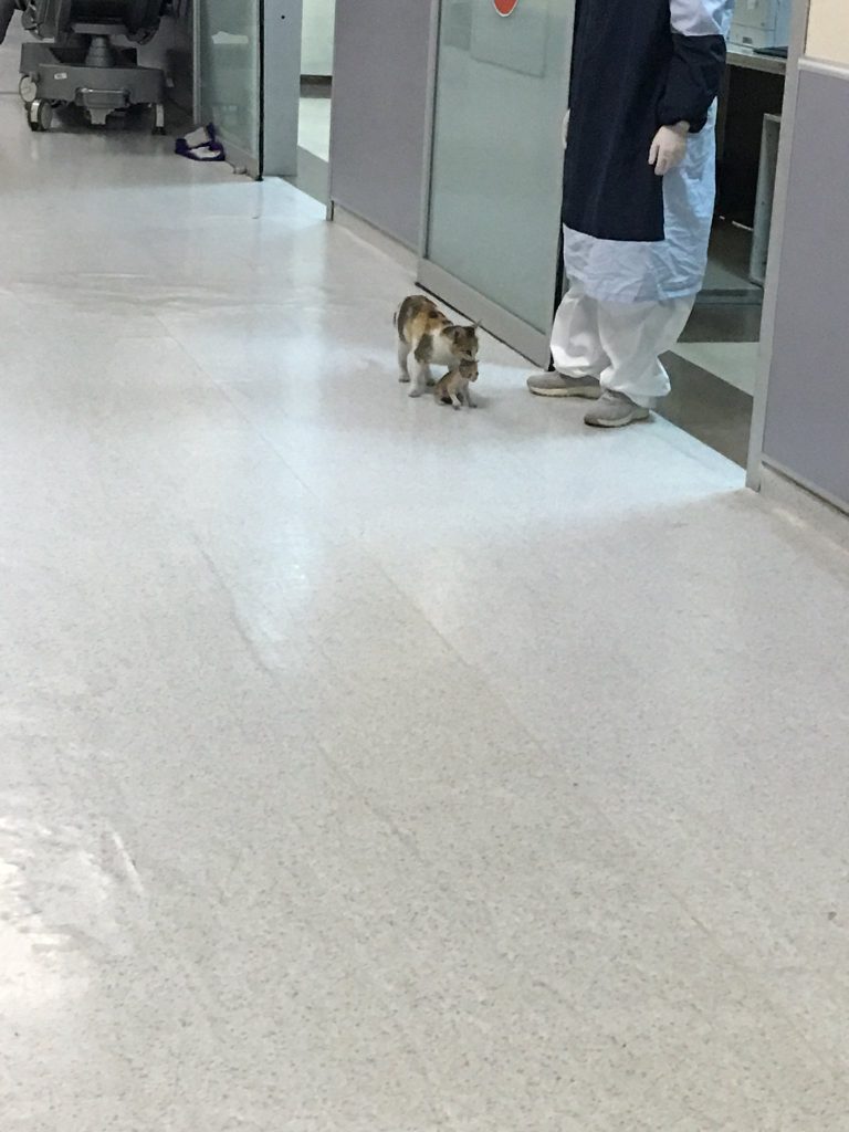 Gata leva filhote para o hospital