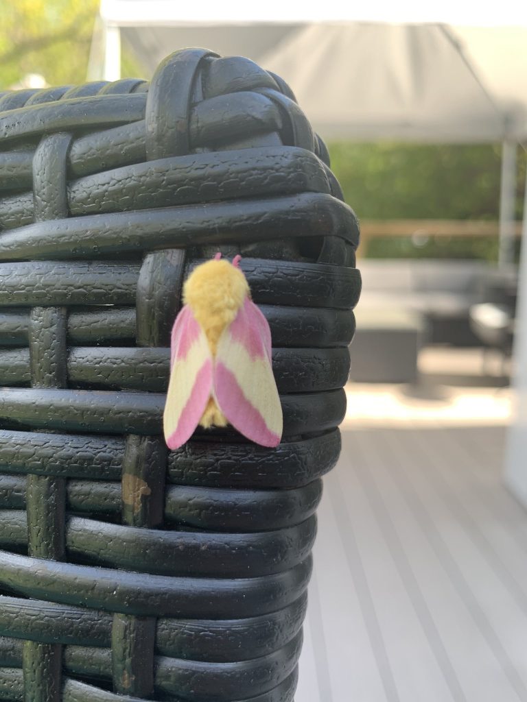 Mariposa-rosada-do-bordo
