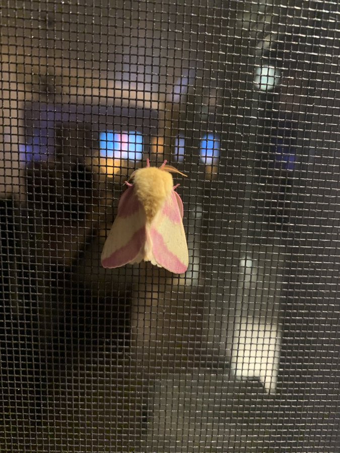 Mariposa-rosada-do-bordo