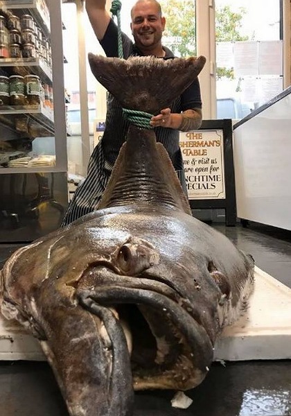 Peixe gigante